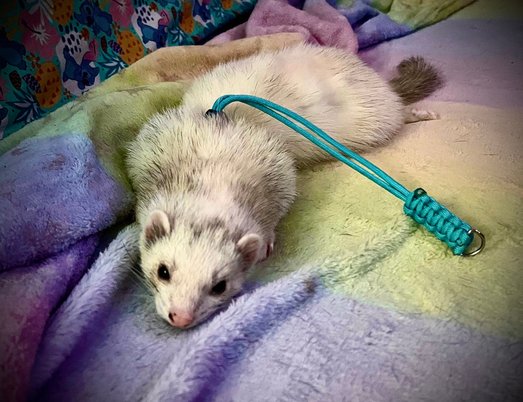 Harnais pour petits animaux