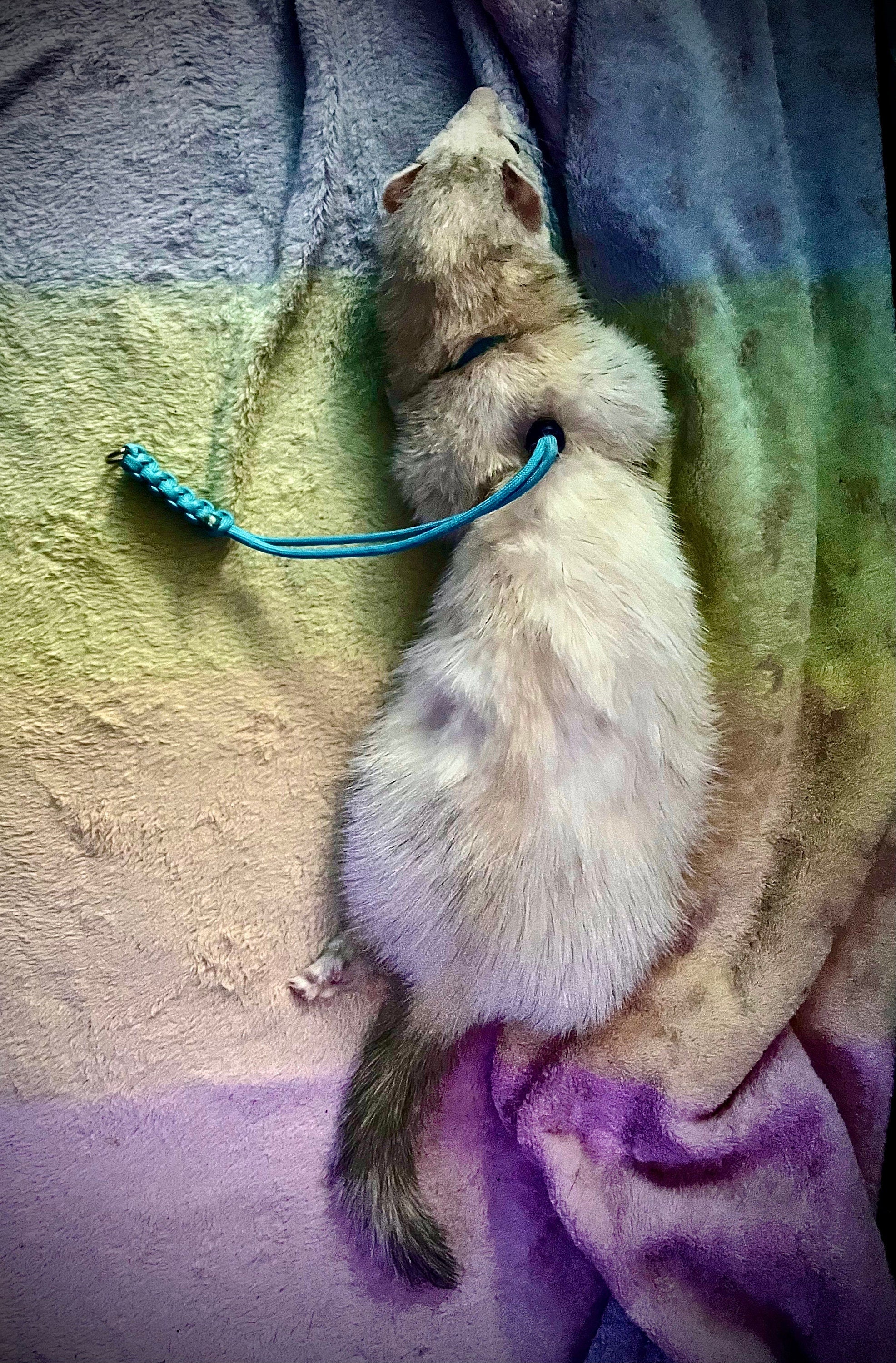Harnais pour petits animaux